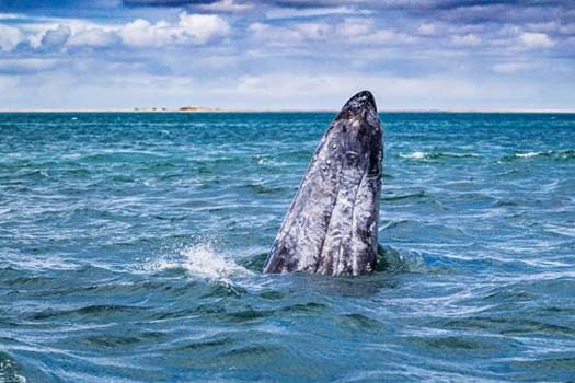 Ballena