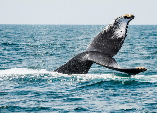 Ballena 1