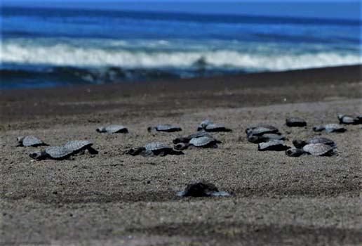 Liberacion de Tortugas Cuyutlan foto cortesia de Facebook Centro Ecologico de Cuyutlan El torgugario