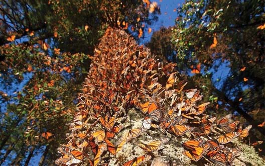 Llego la primera Mariposa Monarca con t ransmisor satelital a Michoacan 1