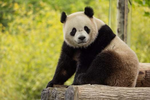 Los pandas
