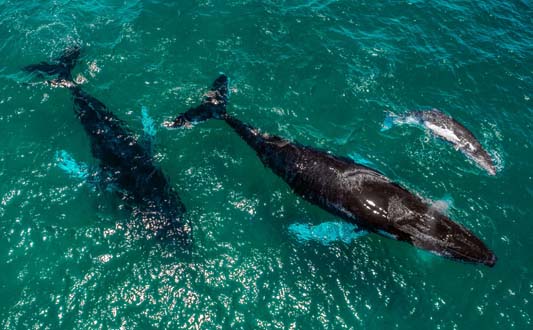 Panama ballenas 1