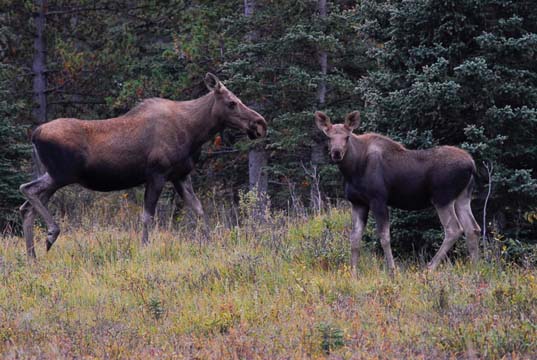 Paul Vecsei North Slave Moose Summer