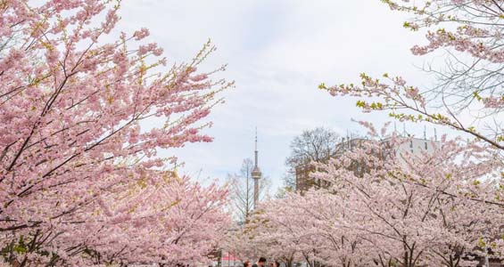 Toronto en