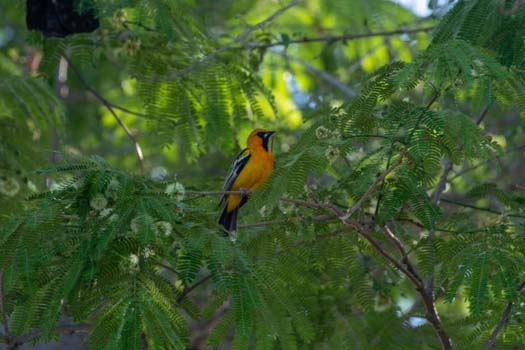 Festival Colima Birding 2024 3