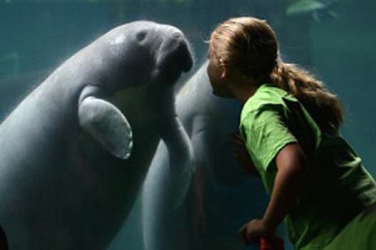 Manatee by Dave Parkinson 1cd4ab69 0485 4ba9 8367 191070b38692