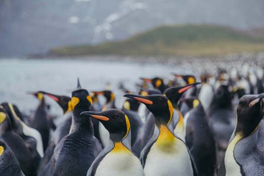 Quark Expeditions 1