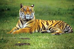 Tigres de la India: belleza ind&oacute;mita