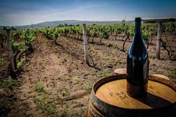 La &ldquo;Fiesta de la Vendimia&rdquo; organizada por Finca Viv&eacute; de Freixenet, un evento extraordinario.