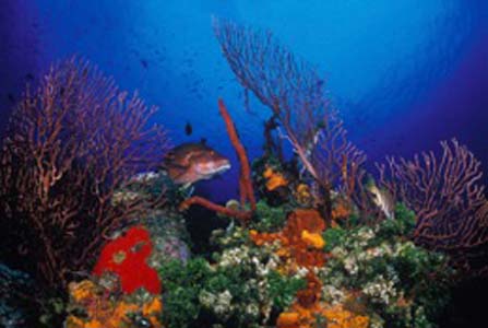 Kgorgonian gardenD