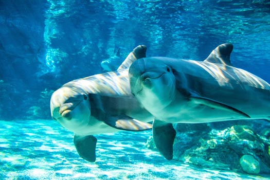 Baja swc dolphins